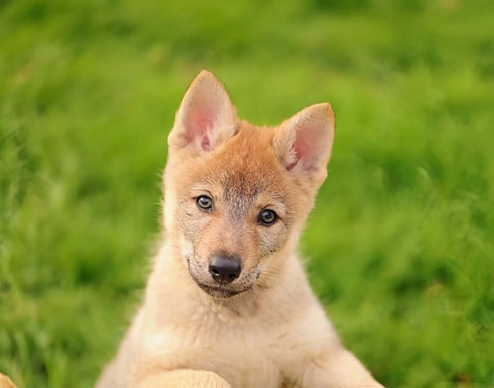 Unohë des loups d'amarok